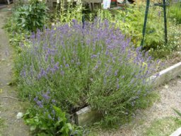 fleur_variee_20211127_2012971016